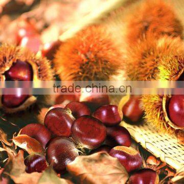 Hot Sale Top Quality Bulk Raw Chestnuts for Sale