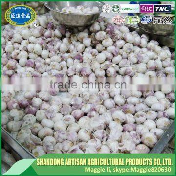 Best Price of Single Clove Garlic for Wholesale photo-3