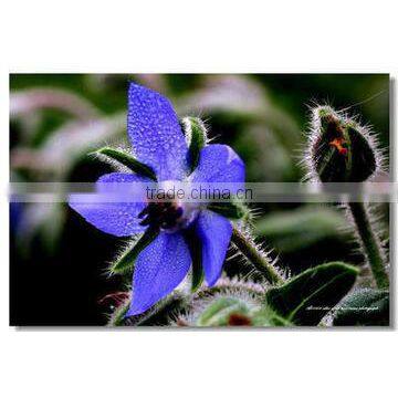 Borage Seed Oil with GMP