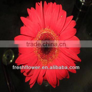 kunming flower export fresh cut gerbera