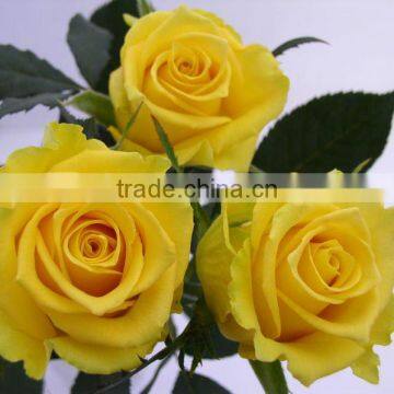 Best Sales and Beautifual Fresh Cut Flowers in photo-4
