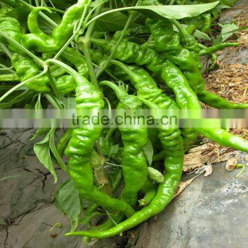 Low Price F1 Hybrid Precocious Horn Shaped Green Chill Seeds for Greenhouse photo-2