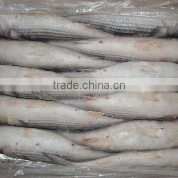 Frozen grey mullet with cheap price