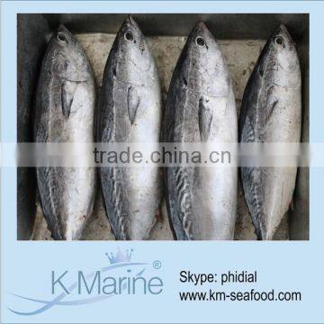 New Product Land Frozen Bonito Fish lot number#kmw4357