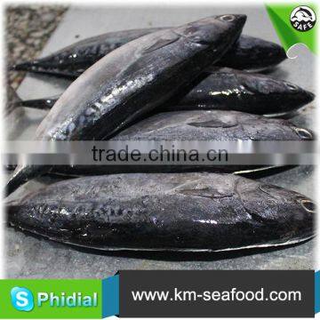 Hot Selling Fat Content 16%-18% Wholesale Price For Frozen Fish Bonito