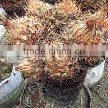 cycas revoluta seeds cycad sago palm