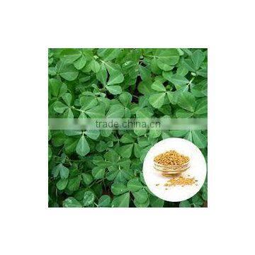 FENUGREEK EXTRACT