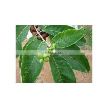 Terminilia Chebula photo-2