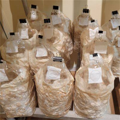 Rye Grain Spawn Bags Mushroom Grow Bags Autoclavable With Filter Patch Mushroom Filter Bags photo-4