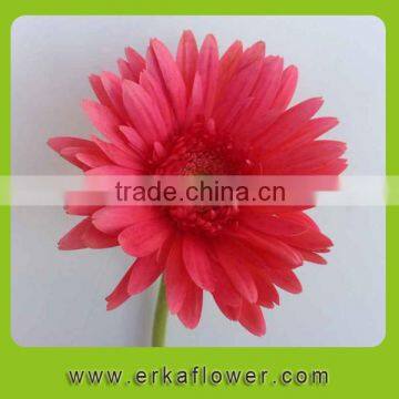 Pure and mild flavor classical types of gerbera