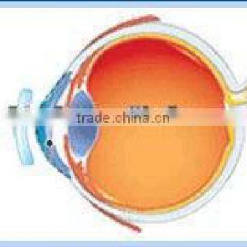 Wuhan Web MCT-Y/High-end MCT Technology For Child Amblyopia