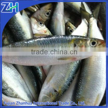 frozen fresh sardines on sale