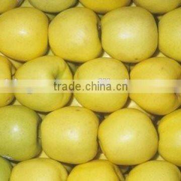 Supply fresh apple golden delicious for hot sale