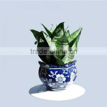 Sansevieria cylindrical nursery from China