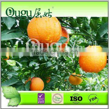 China new crop Sweet Citrus Orange