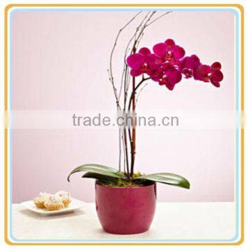 chinese ceramic orchid planters