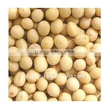 soybean