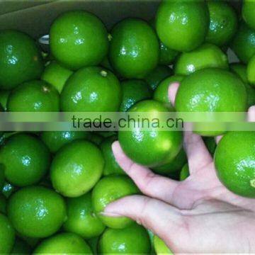 VIETNAM FRFESH SEEDLESS LIME