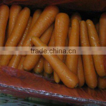 chinese fresh carrot