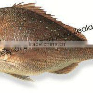 Sashimi Grade New Zealand Snapper