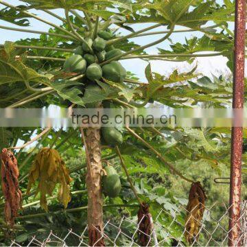 Dried Green Papaya photo-6