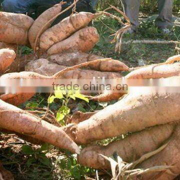 Tapioca Starch Production Line photo-2
