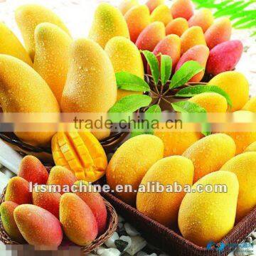 High Quality Onion Washing Waxing and Sorting Machine photo-6