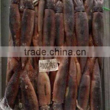 Frozen Illex Squid photo-6