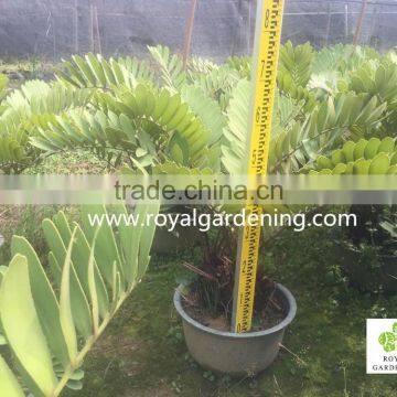 Zamia furfuracea dia 10-30cm Wholesale