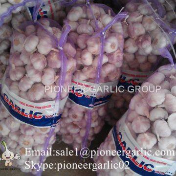 5.5cm Normal White Garlic Loose Packing In 10kg Mesh Bag