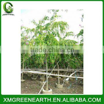 Bauhinia blakeana diameter 6-8cm (1)