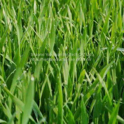 Wheat grass juice powder, Hordeum vulgare Extract, Wheat grass Extract 5:1 TLC Green Powder, Wheatgrass juice powder, Manufacturer Yongyuan Bio