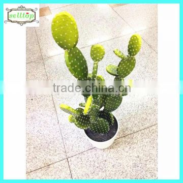 68cm new design hot sale large cactus indoor plants