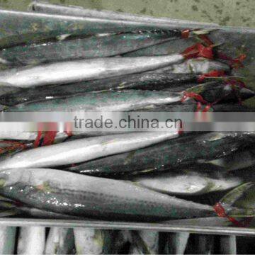 Frozen Spanish mackerel king fish for sale