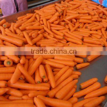 Good Quality New Crop Carrot