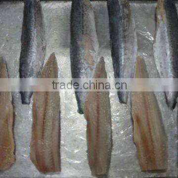 Spanish Mackerel New Filelts photo-3