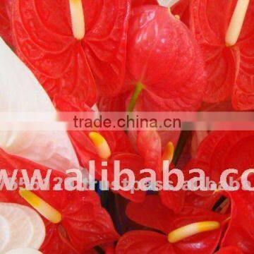 FRESH FLOWER Anthurium