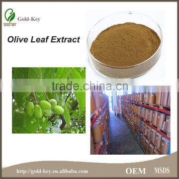 Pure Natural Hot Selling Olive Leaf Extract photo-3