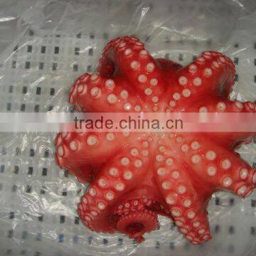 Frozen Big Octopus