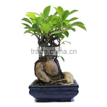 Woody plants bonsai ficus tree