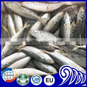 Newly Catches Frozen Round Scad Fish With Good Quality for Sale photo-3