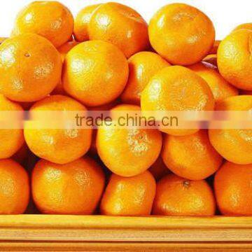 Chinese fresh orange