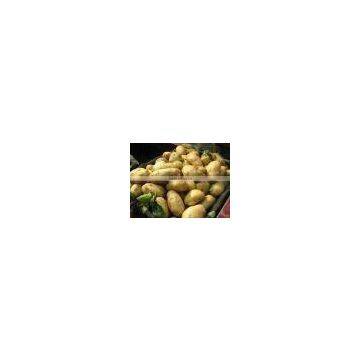 China potato in cartons or bags