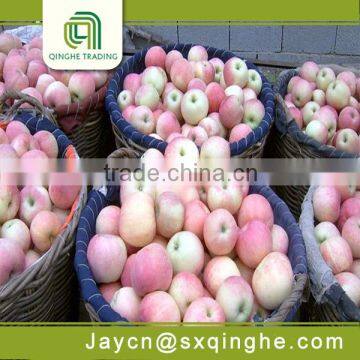 fresh apple export from china with competive price