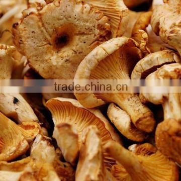 Top Quality Organic Dried Girolle Mushrooms