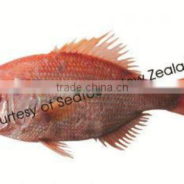 Sashimi Grade New Zealand Red Snapper