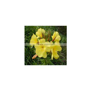 Cold Pressed Organic Evening Primrose Oil photo-3