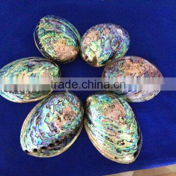 Raw Haliotis Iris Polished Abalone Shell Crafts photo-2