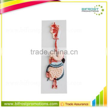 Vivid Organs Digestive System Human Torso Model