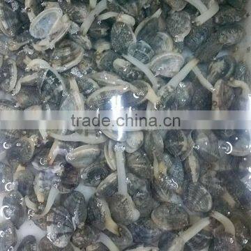 Frozen Cooked Short Necked Clam Export Standard